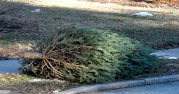 Holiday Tree on curb