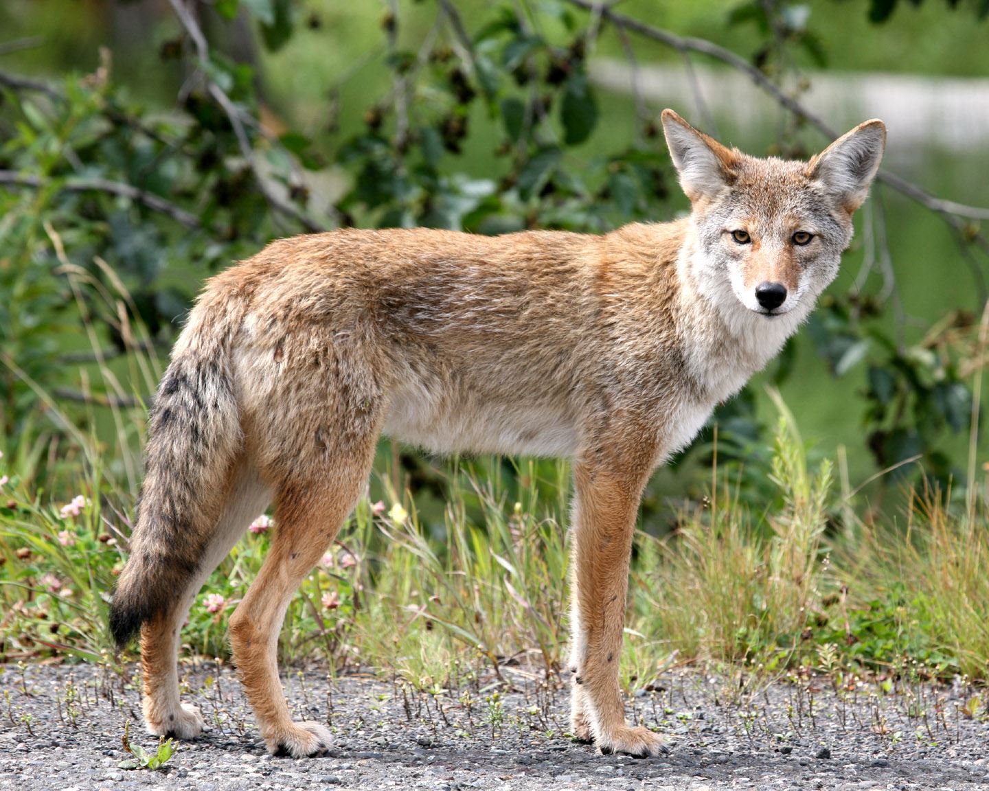 Coyote_01.jpg