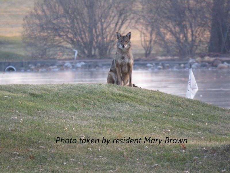 Coyote at HGC
