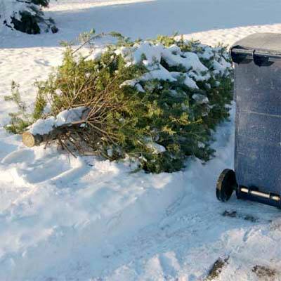 Christmas Tree Next To Can